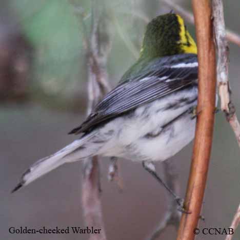  Golden-cheeked Warbler