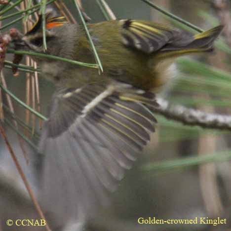 Birds of North America