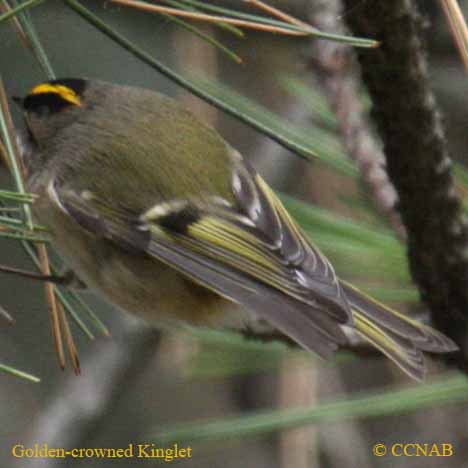 Golden-crowned Kinglet