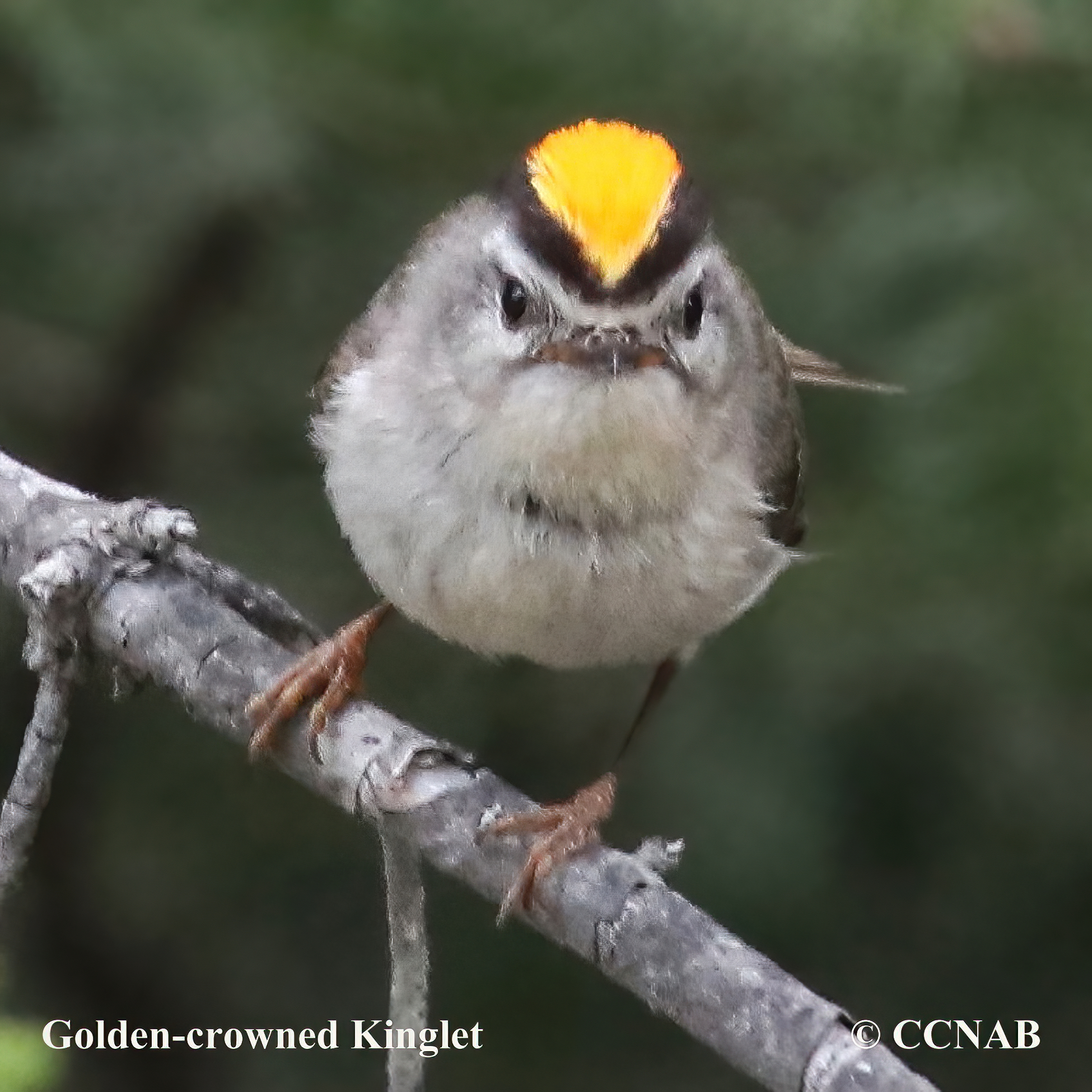 Birds of North America