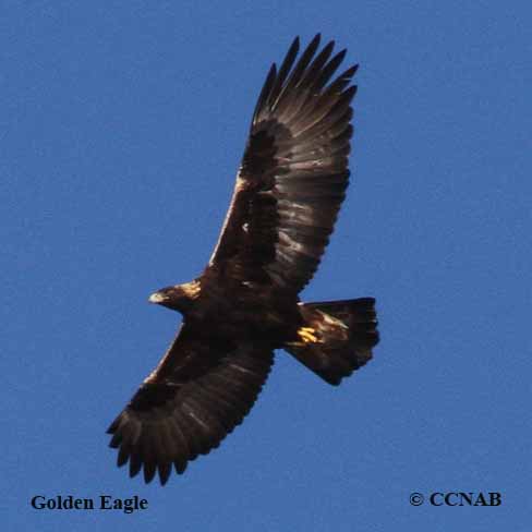 Golden Eagle