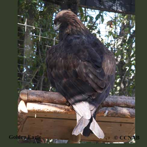 Birds of North America