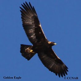 Golden Eagle