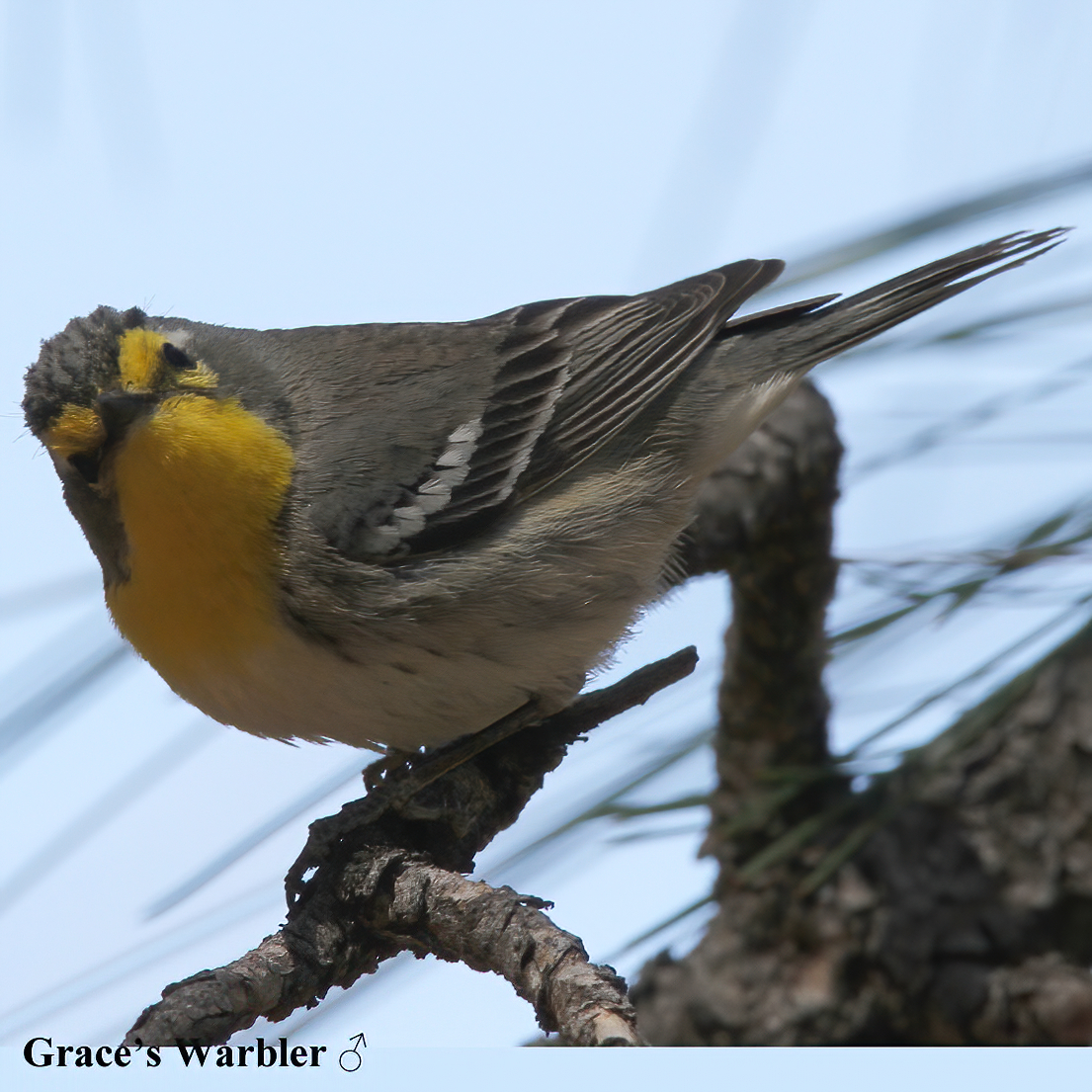 Birds of North America