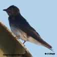 Gray-breasted Martin