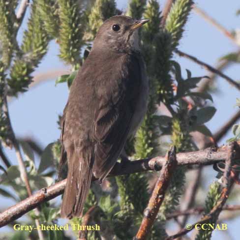 Gray-cheeked Thrush