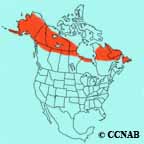 Gray-cheeked Thrush range map