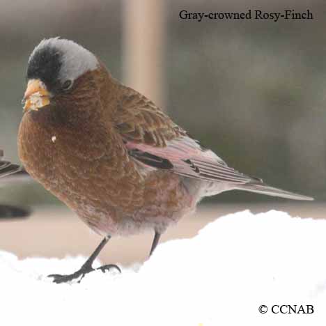 Gray-crowned Rosy-Finch