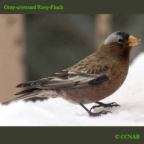 Gray-crowned Rosy-Finch