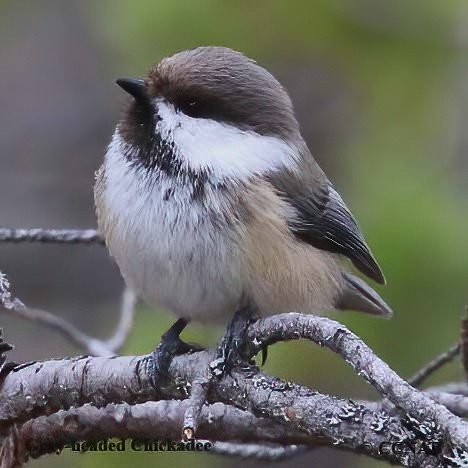 Birds of North America