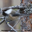 Gray-headed Chickadee