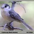 Gray  colored Birds