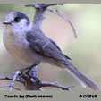 Gray  colored Birds