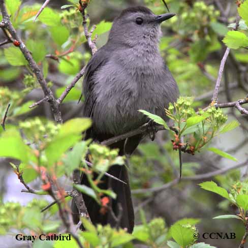 Birds of North America