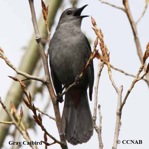Gray Catbird (Dumetella carolinensis) - GRCA