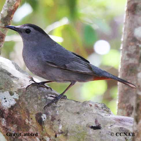 Birds of North America