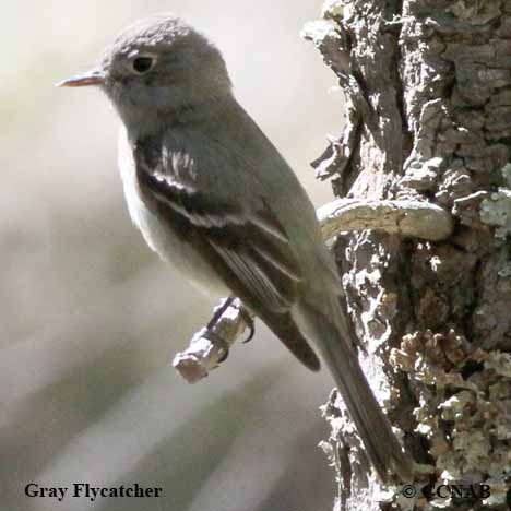 Gray Flycatcher