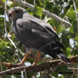 Gray Hawk