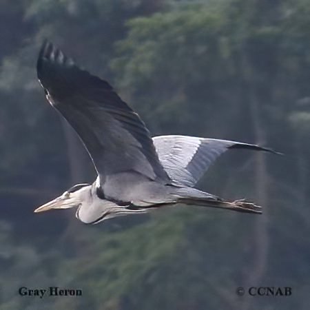 Gray Heron