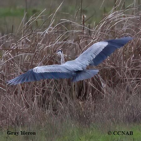 Gray Heron