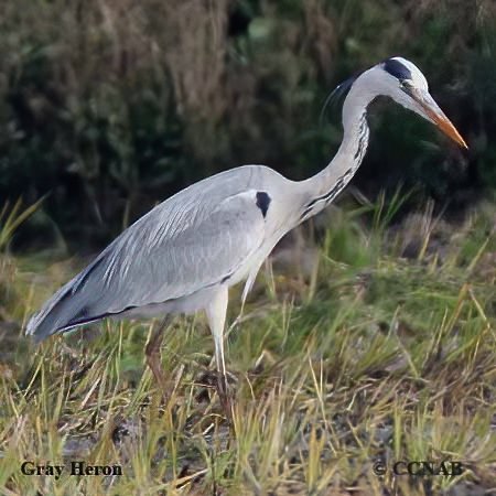 Gray Heron