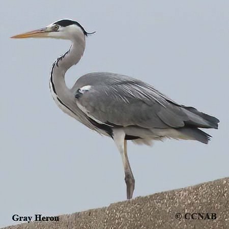 Birds of North America