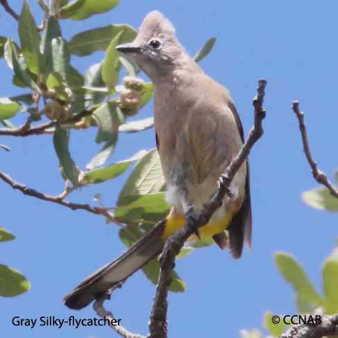 Gray Silky-flycatcher