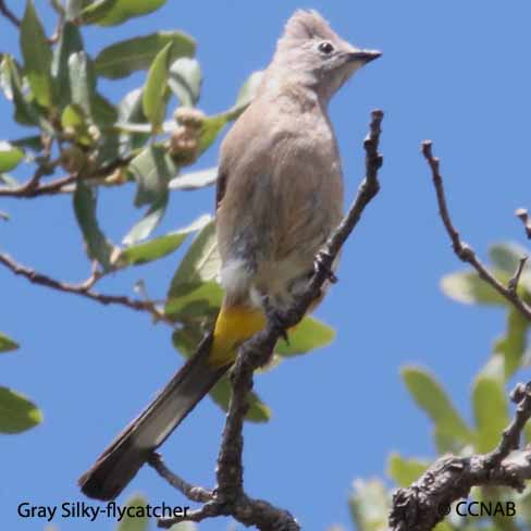 Gray Silky-flycatcher