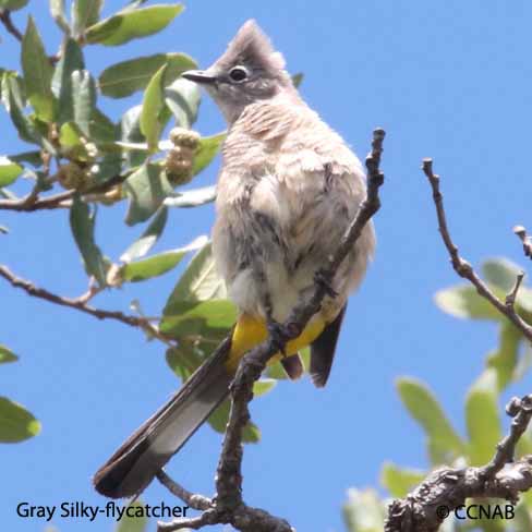 Gray Silky-flycatcher