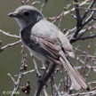 Gray Vireo range map