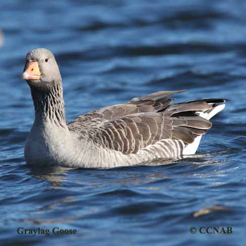 Birds of North America