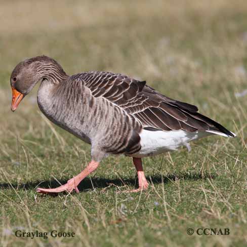 Graylag Goose