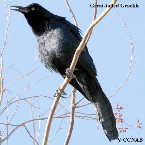 North American Grackles