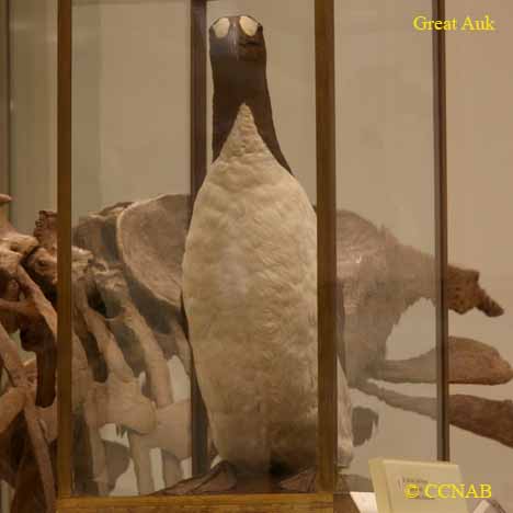 Great Auk