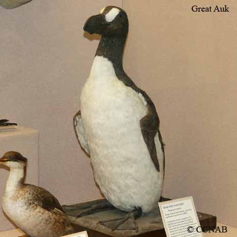 Great Auk