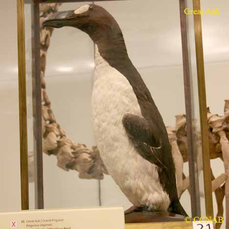 Great Auk