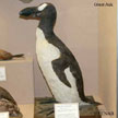 Great Auk range map