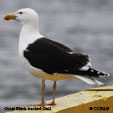 Great Black-backed Gull range map