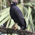 Great Black Hawk