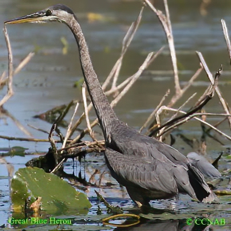 Great Blue Heron