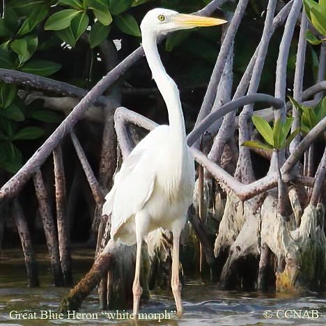 Great Blue Heron (White) 