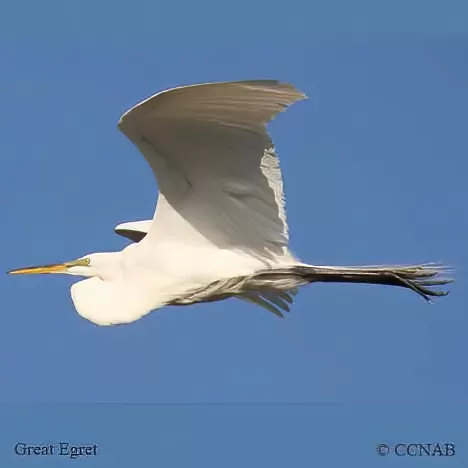 Birds of North America