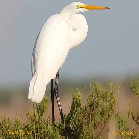 Birds of North America
