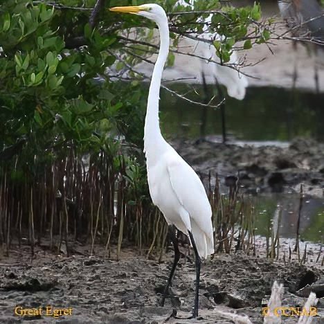 North American Egrets