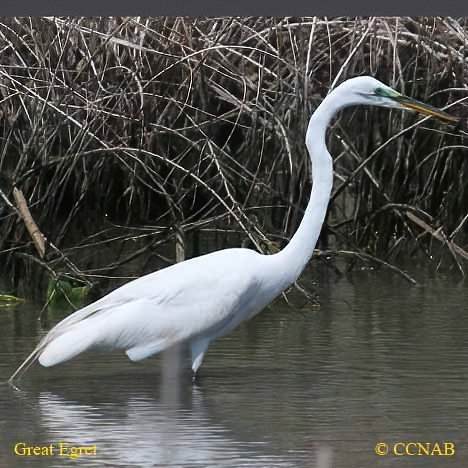 Great Egret