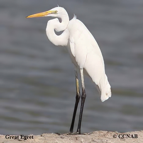 Birds of North America