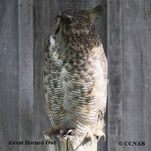 Birds of North America
