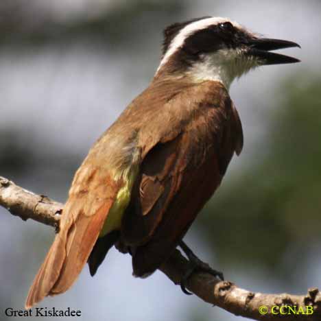 Great Kiskadee