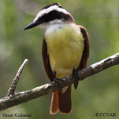 Great Kiskadee