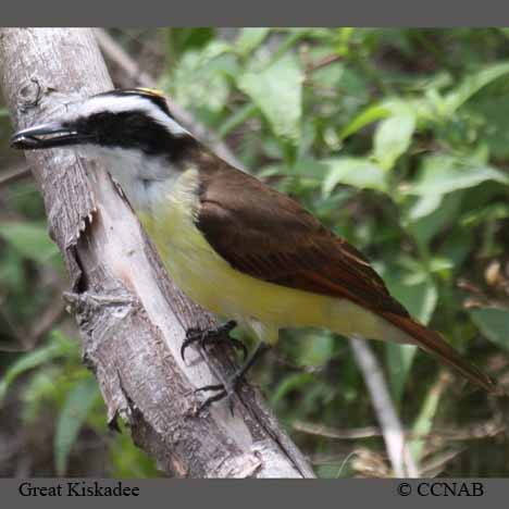 Great Kiskadee